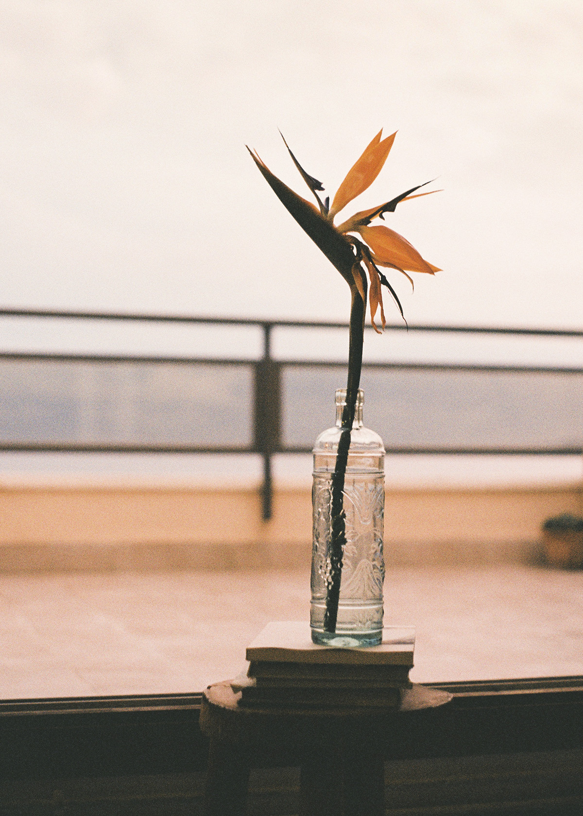 terraza, flor